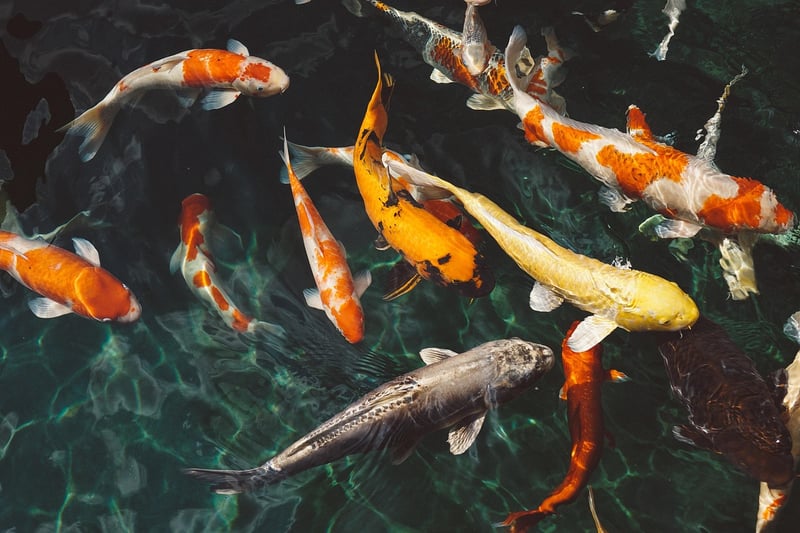 Glowing Koi Pond