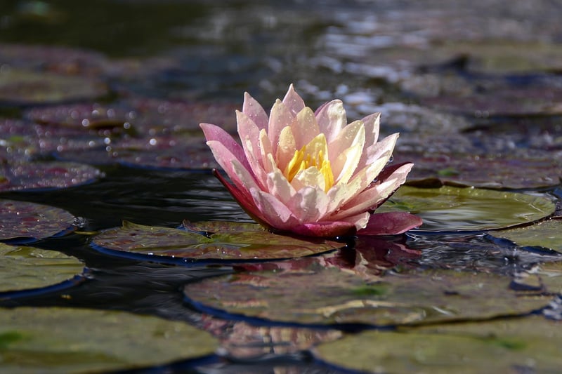 Floating Lily Pads